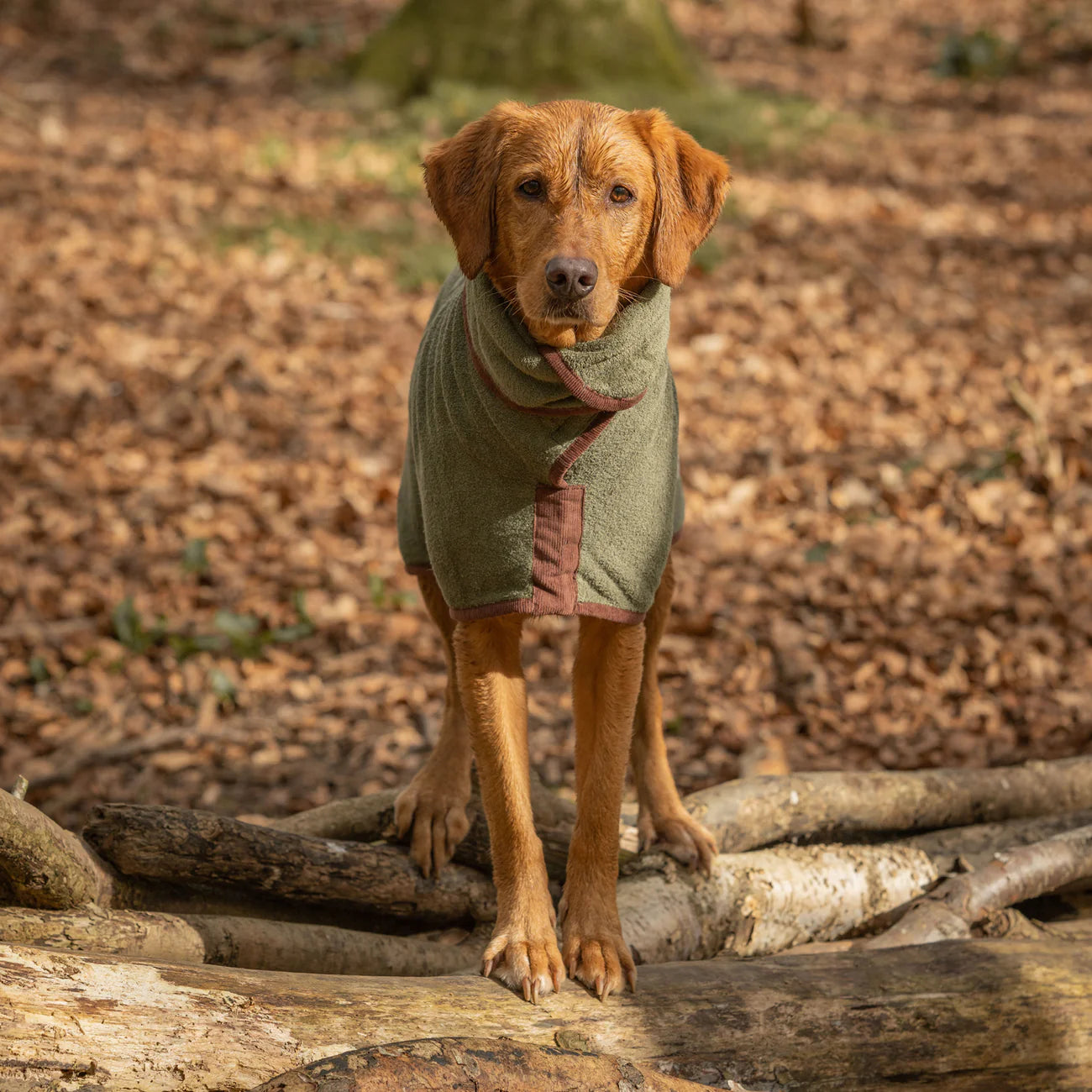 Dog drying coat Moss